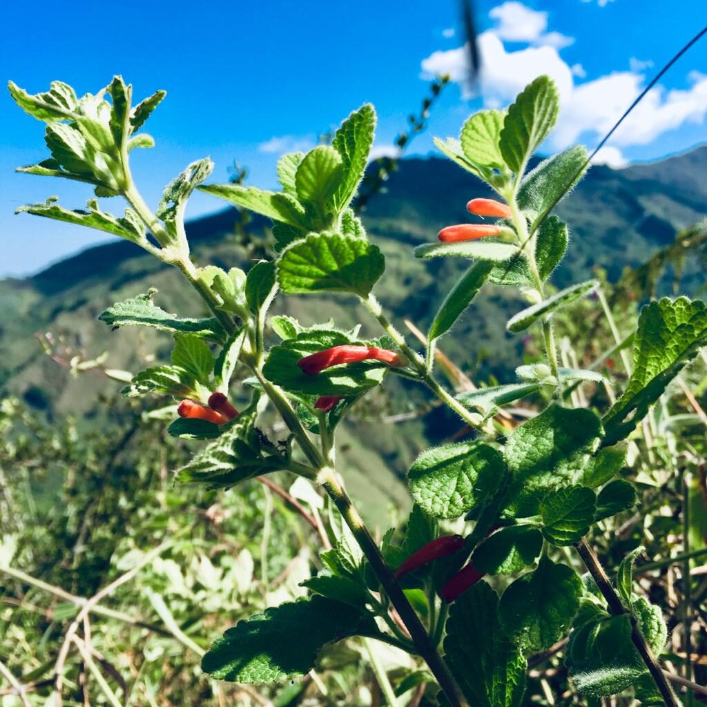 Scutellaria volubilis