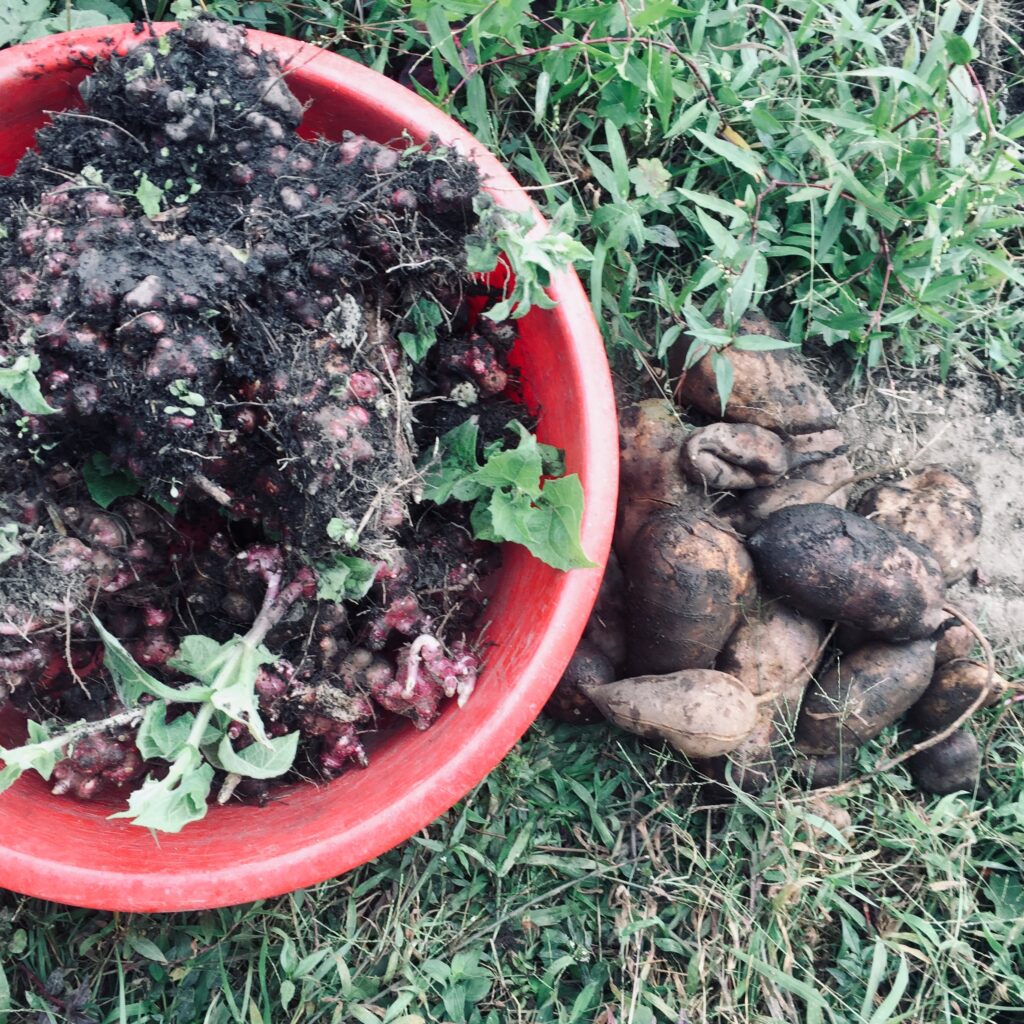 Dried Yacon as a sweet treat - Our Permaculture Life