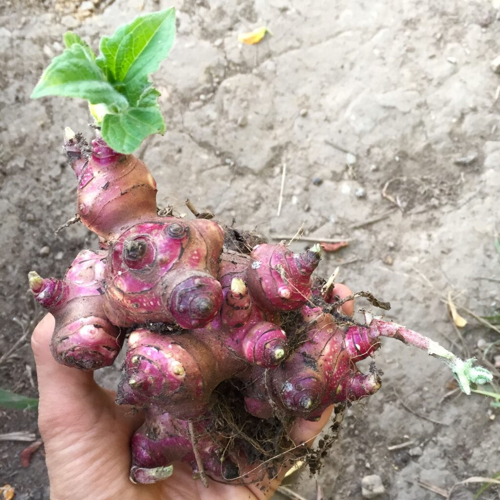 Dried Yacon as a sweet treat - Our Permaculture Life