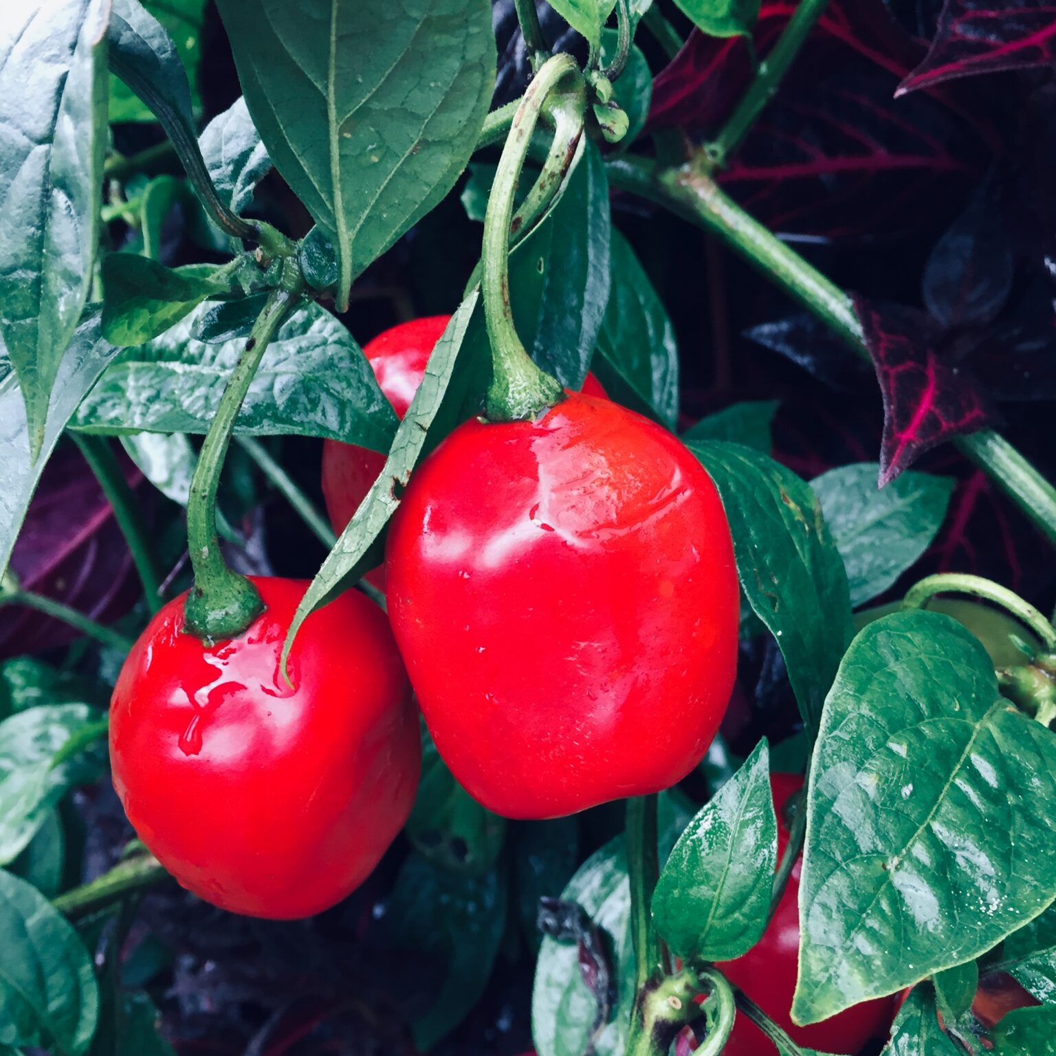 Ají (Capsicum pubescens) – Sierra y Cielo