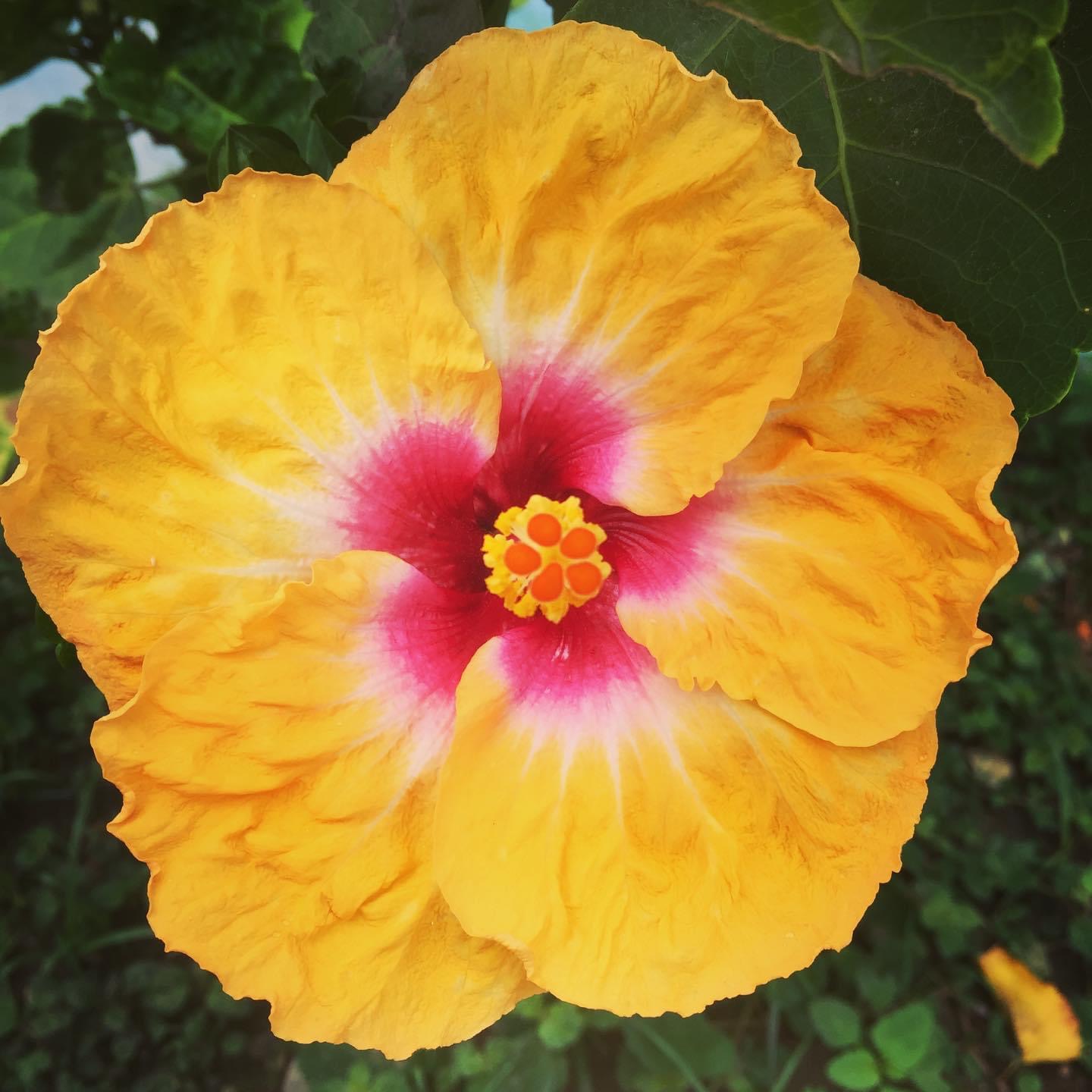 Edible & Medicinal Plants Of Olón, Ecuador – Sierra Y Cielo