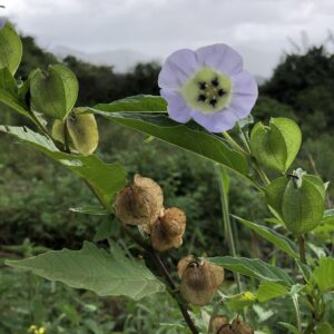 Nicandra physalodes — Solanaceae