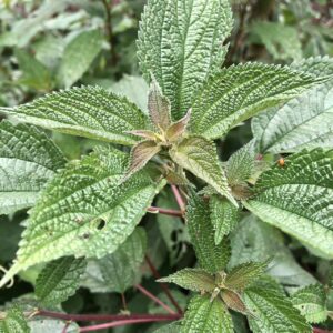 Phenax hirtus — family Urticaceae