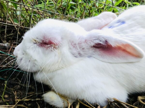 Myxomatosis In Rabbits Sierra Y Cielo