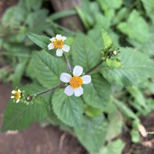 Bidens pilosa, ASTERACEAE