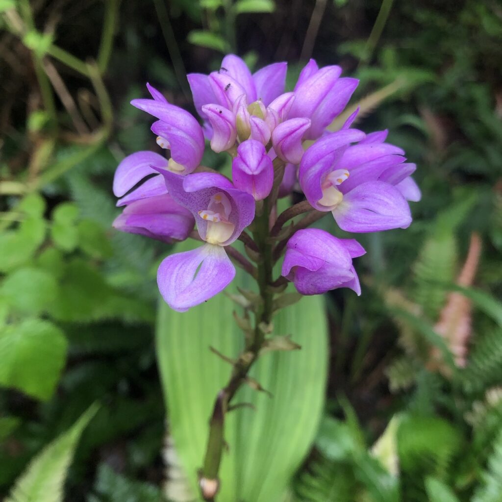 Govenia vilcabambana, Orchidaceae